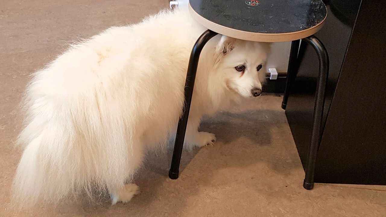 A white, fluffy dog peeking out from under a stool