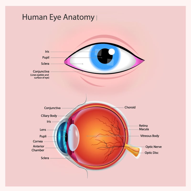 Anatomy of the Eye.