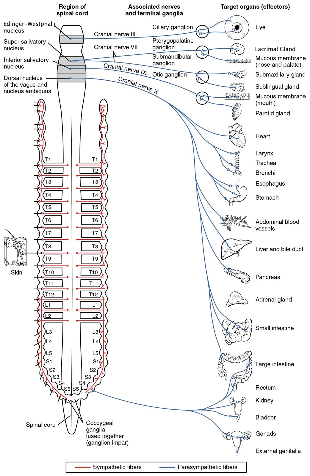 The autonomic nervous system