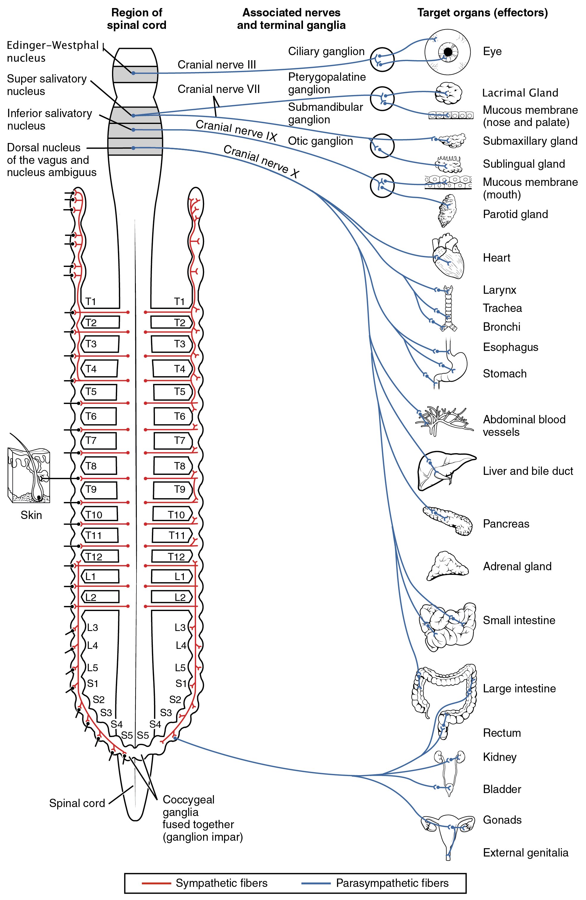 The autonomic nervous system