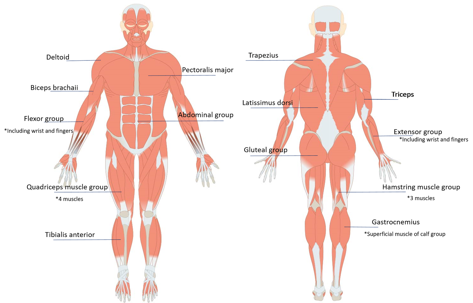 Key muscle groups from the front and back.