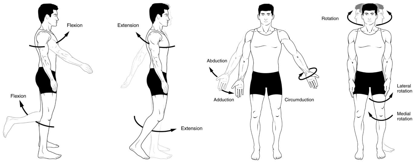 Major movement types.
