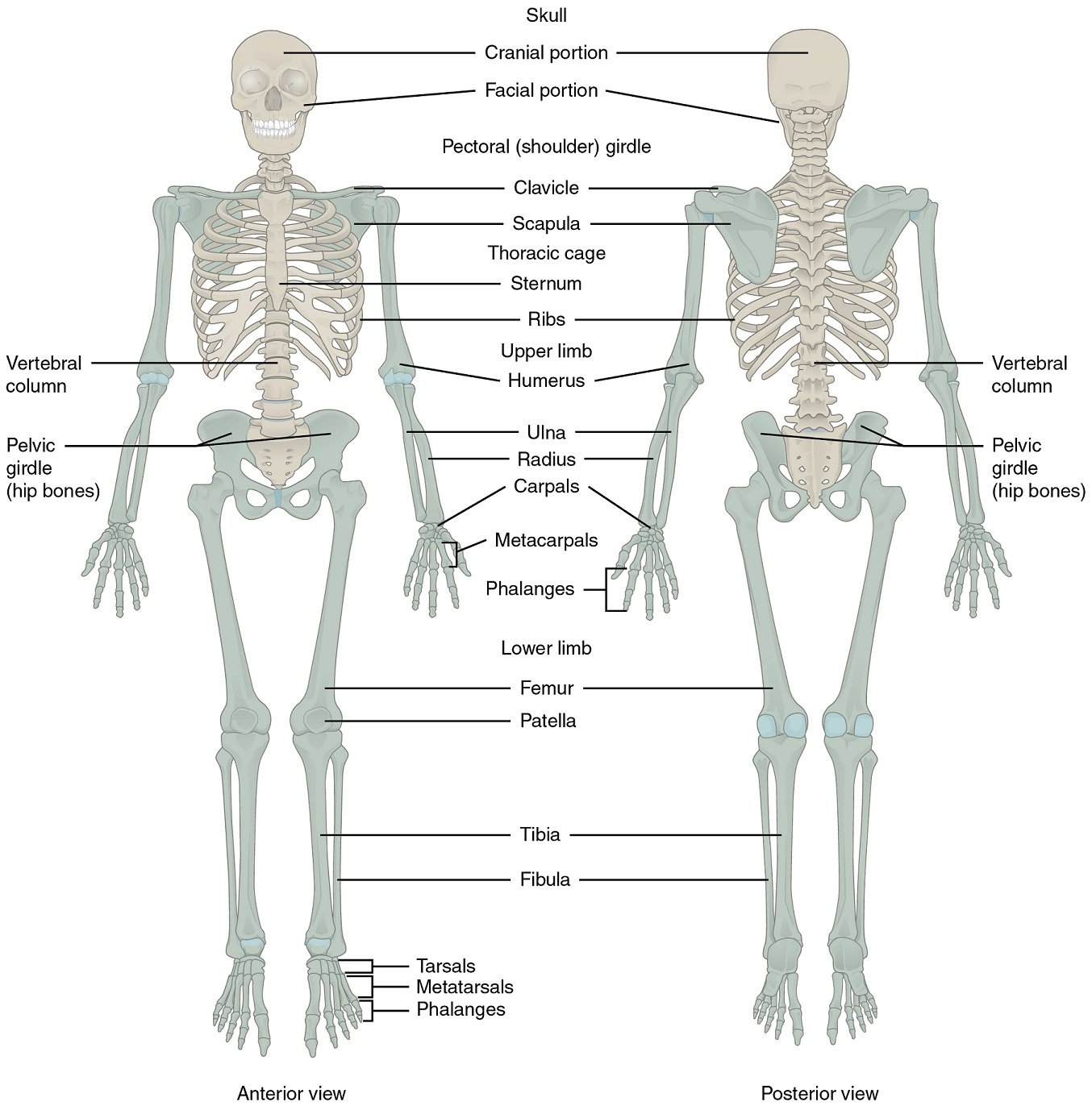 Major bones and bone groups.