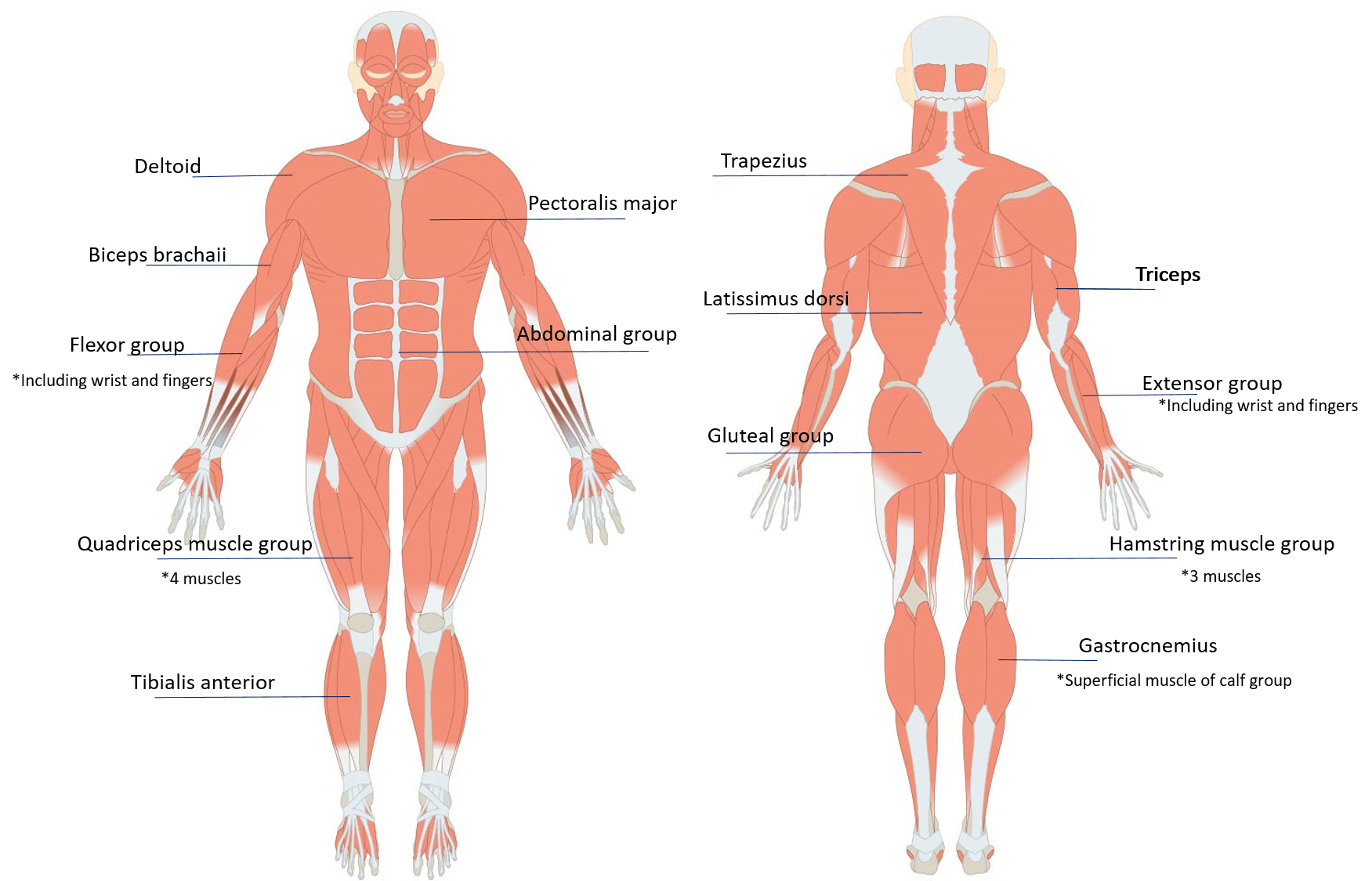 Key muscle groups from the front and back.