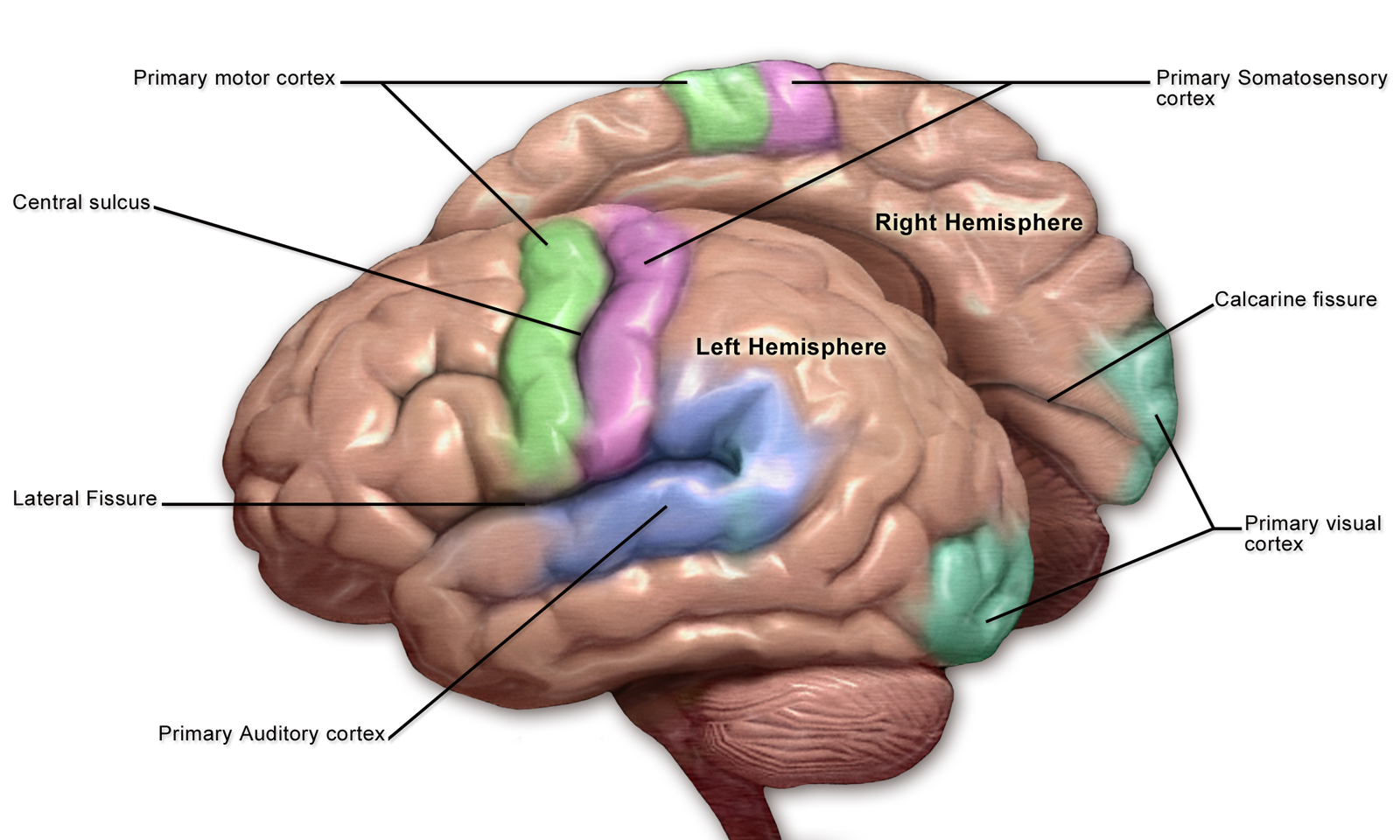 Human Brain