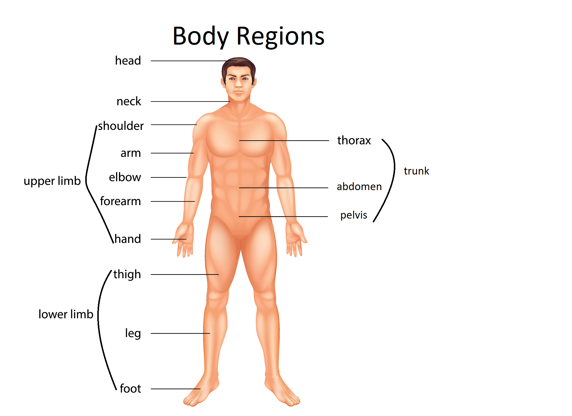 A body in the anatomical position. Regions of the body are named.