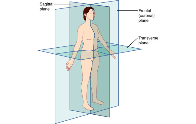 Anatomical planes