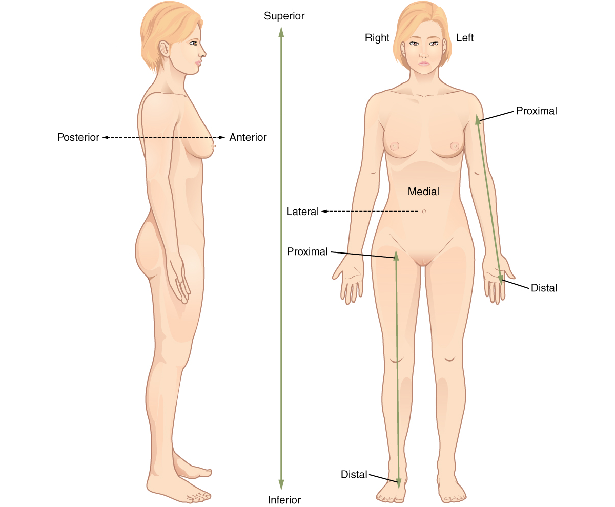 Motion directions